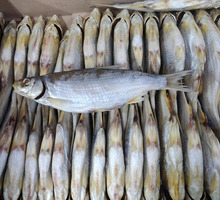 Рыбец вяленый - Продукты питания в Севастополе