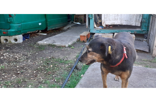 Пропала собака - Собаки в Симферополе