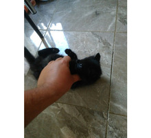 Отдам в добрые руки чудесного котенка - Кошки в Севастополе