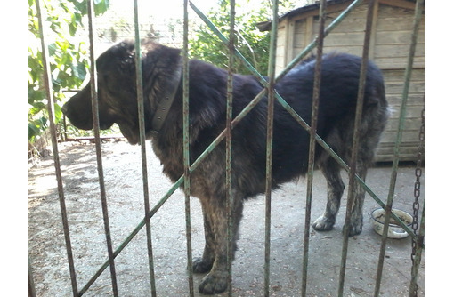 Отдам кавказскую овчарку бесплатно - Собаки в Севастополе
