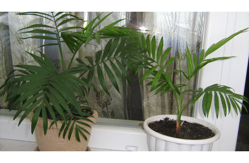 Продаются комнатные растения - Саженцы, растения в Севастополе