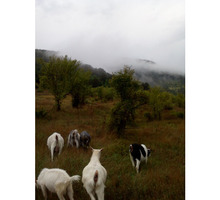 Срочно.Молочные козы. - Сельхоз животные в Крыму