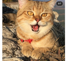 Вязка с золотым шотландским котиком - Кошки в Крыму