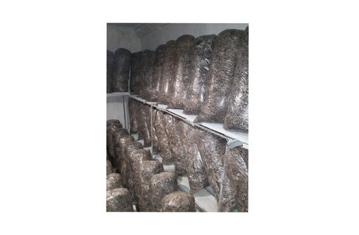 Продам грибные блоки вешенки, готовые к плодоношению. Урожайность до 3 кг грибов с одного блока - Грибоводство в Белогорске
