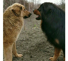 Банхар(монгольская овчарка) - Собаки в Крыму