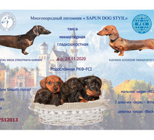 Продам миниатюрную тигровую таксу - Собаки в Симферополе