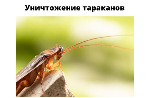 ​Уничтожение тараканов СЕВАСТОПОЛЬ - Клининговые услуги в Севастополе