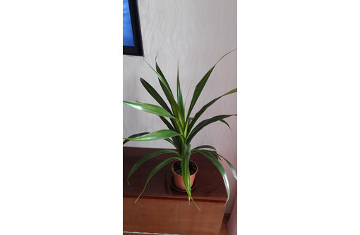 Пальма комнатная Панданус - Саженцы, растения в Севастополе