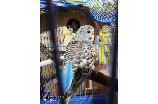 Волнистый попугай девочка - Птицы в Евпатории