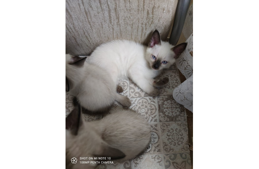 Продам  сиамских котят - Кошки в Севастополе