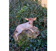 Мексиканская голая, ксолоицткуинтли - Собаки в Симферополе