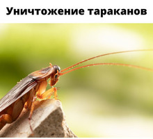 Уничтожение тараканов в Севастополе - Клининговые услуги в Севастополе