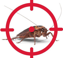 Служба по уничтожению тараканов в Севастополе - Клининговые услуги в Севастополе