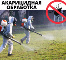 Акарицидная обработка, Уничтожение клещей с гарантией  в Коктебели - Клининговые услуги в Крыму