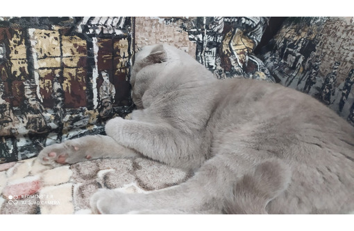 Британец красавец вязка - Кошки в Севастополе