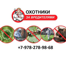 Уничтожение насекомых и грызунов - Клининговые услуги в Крыму