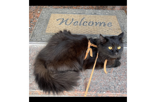 Вязка чёрный кот - Кошки в Ялте