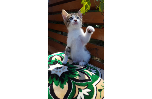 Милый котенок 1,5 месяца - Кошки в Керчи