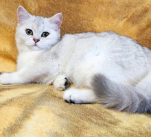 Продаётся шотландская кошечка - Кошки в Симферополе
