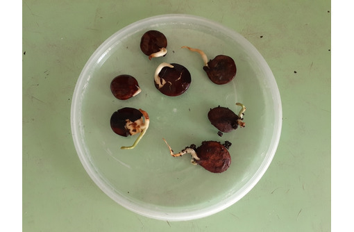 Глициния ( семена) - Саженцы, растения в Ялте