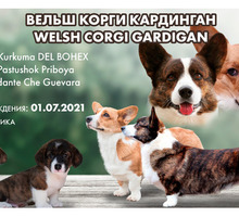 Продаются щенки корги кардиган - Собаки в Крыму