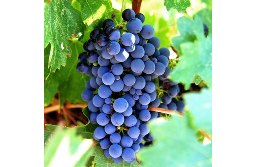 Куплю черные сорта винограда - Эко-продукты, фрукты, овощи в Евпатории