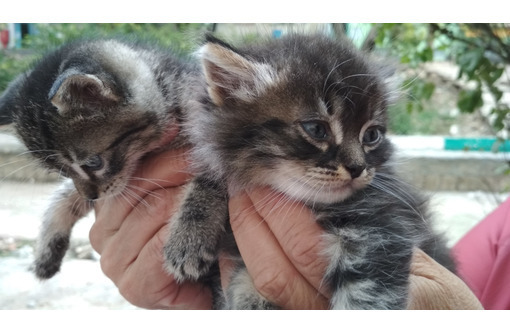 Котята в добрые руки бесплатно - Кошки в Севастополе