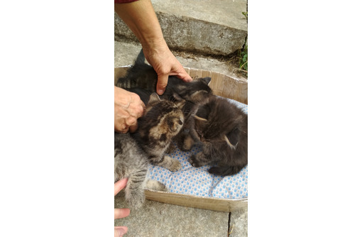 Котята в добрые руки бесплатно - Кошки в Севастополе