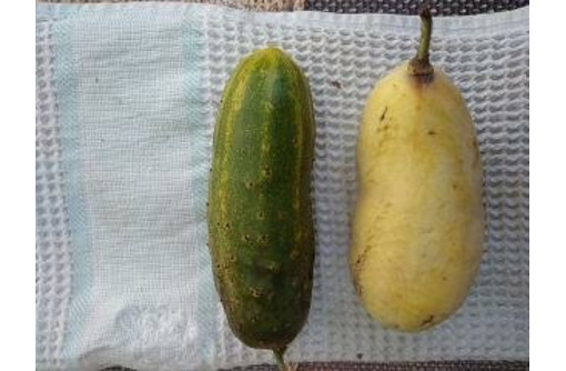 Продаю саженцы Азимины (Мексиканский банан) - Саженцы, растения в Керчи