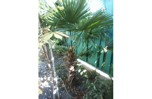 Продаю молодую крымскую веерную пальму - Саженцы, растения в Гурзуфе
