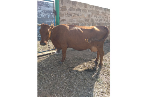 Продам корову дойную - Сельхоз животные в Черноморском