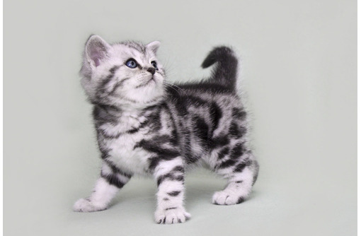 Продам шотландско-британских котят редкого окраса - Кошки в Симферополе