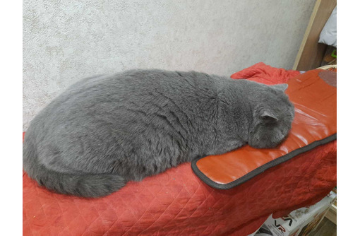 Шотландский кот на вязку - Кошки в Армянске