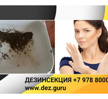 Уничтожение тараканов в Севастополе, дезинсекция - Клининговые услуги в Севастополе