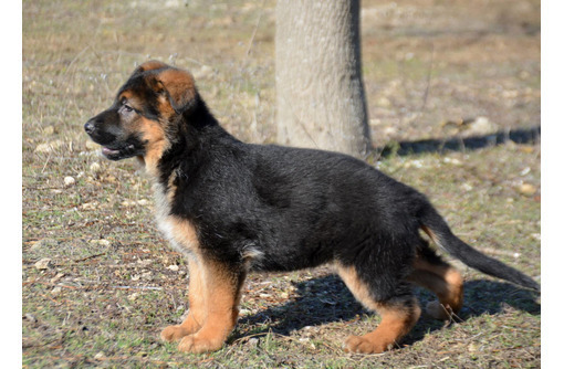 Щенки немецкой овчарки - Собаки в Севастополе