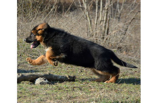 Щенки немецкой овчарки - Собаки в Севастополе