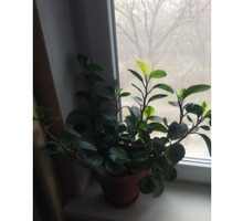 Комнатное растение - Саженцы, растения в Крыму
