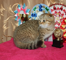 Вислоухие шотландские котята,сладкие золотые и шоколадные малыши - Кошки в Крыму