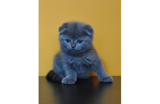 Продам продам британско-шотландских котят - Кошки в Симферополе