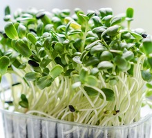 Микрозелень Superfood - Товары для здоровья и красоты в Севастополе