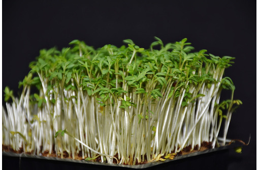 Семена для микрозелени - Саженцы, растения в Севастополе