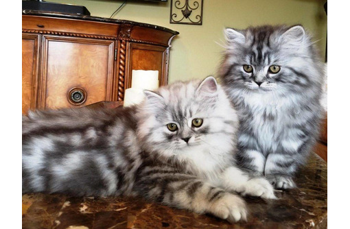 Продам шотландских котят - Кошки в Симферополе