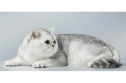 Продам шотландских котят - Кошки в Симферополе