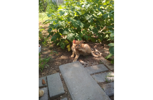 Котята рыжики в добрые руки - Кошки в Севастополе