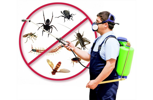 ​Истребление насекомых – качественная работа с гарантией! - Клининговые услуги в Севастополе