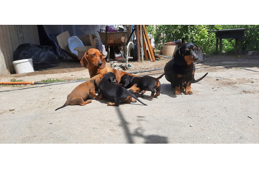 Продам щенков таксы - Собаки в Белогорске