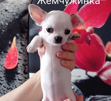 Щенки чихуахуа - Собаки в Крыму