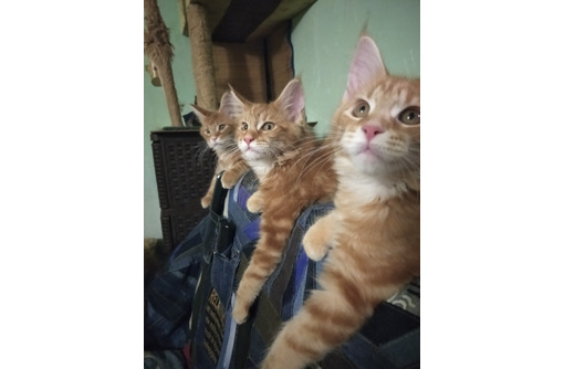 Кошечки Мейн-куночки - Кошки в Евпатории