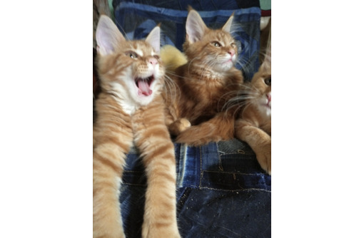 Кошечки Мейн-куночки - Кошки в Евпатории