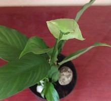 Спатифиллум -женское счастье - Саженцы, растения в Симферополе